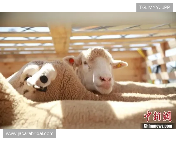 BTI体育博彩官网客户服务与安全保障措施，确保每位用户的资金与信息安全